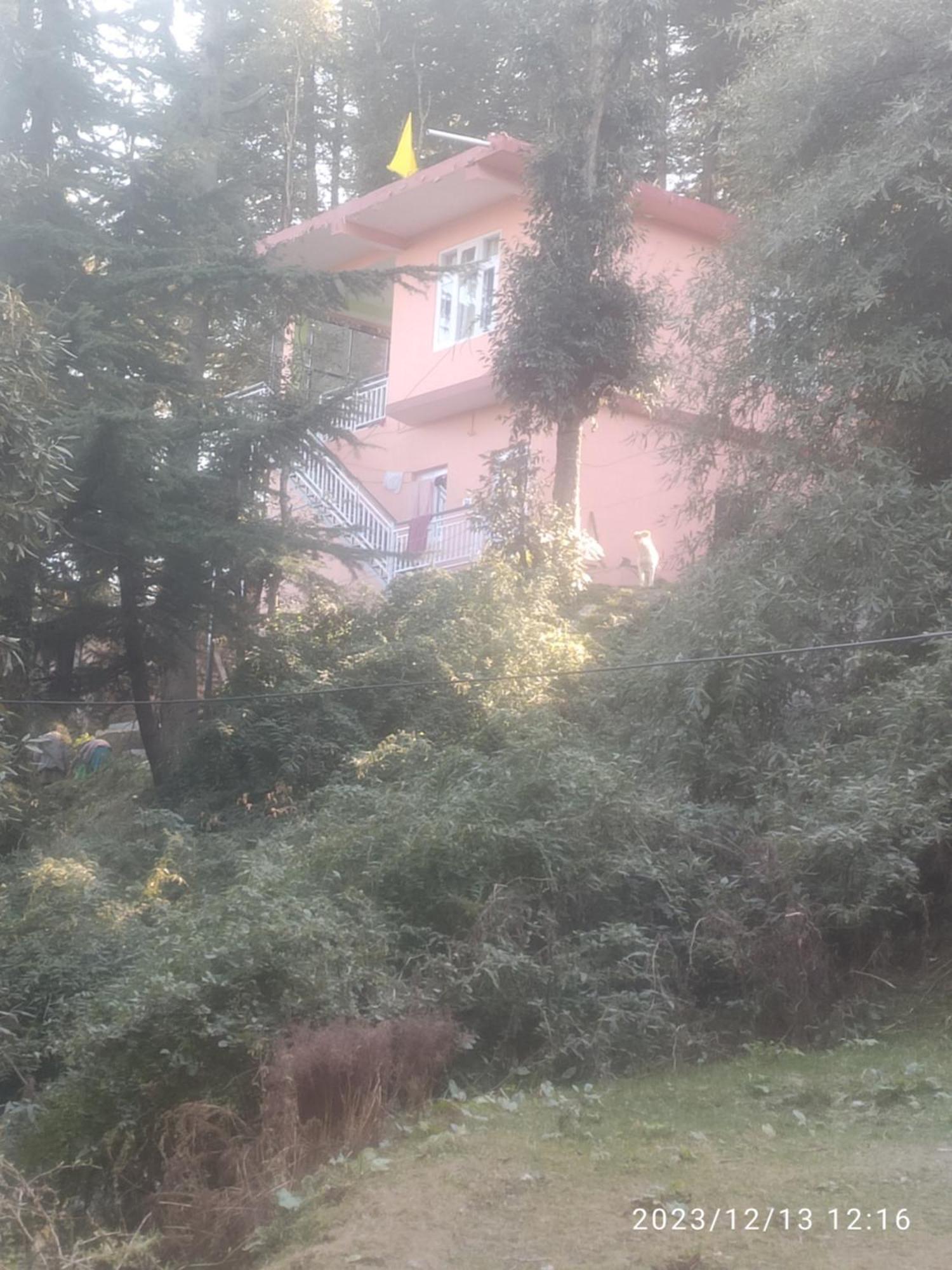 Tree Valley Homestay Chail Exteriör bild