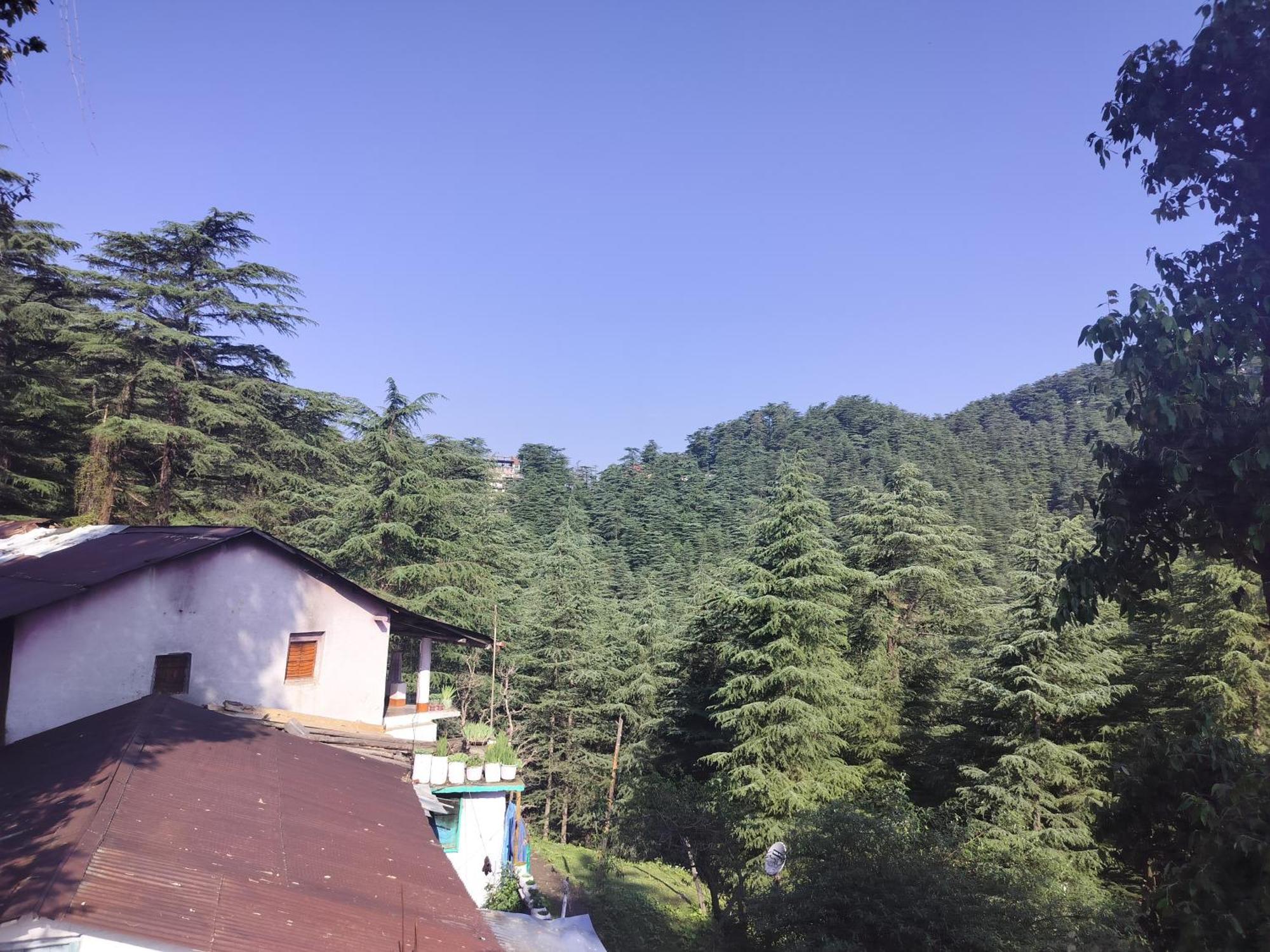 Tree Valley Homestay Chail Exteriör bild
