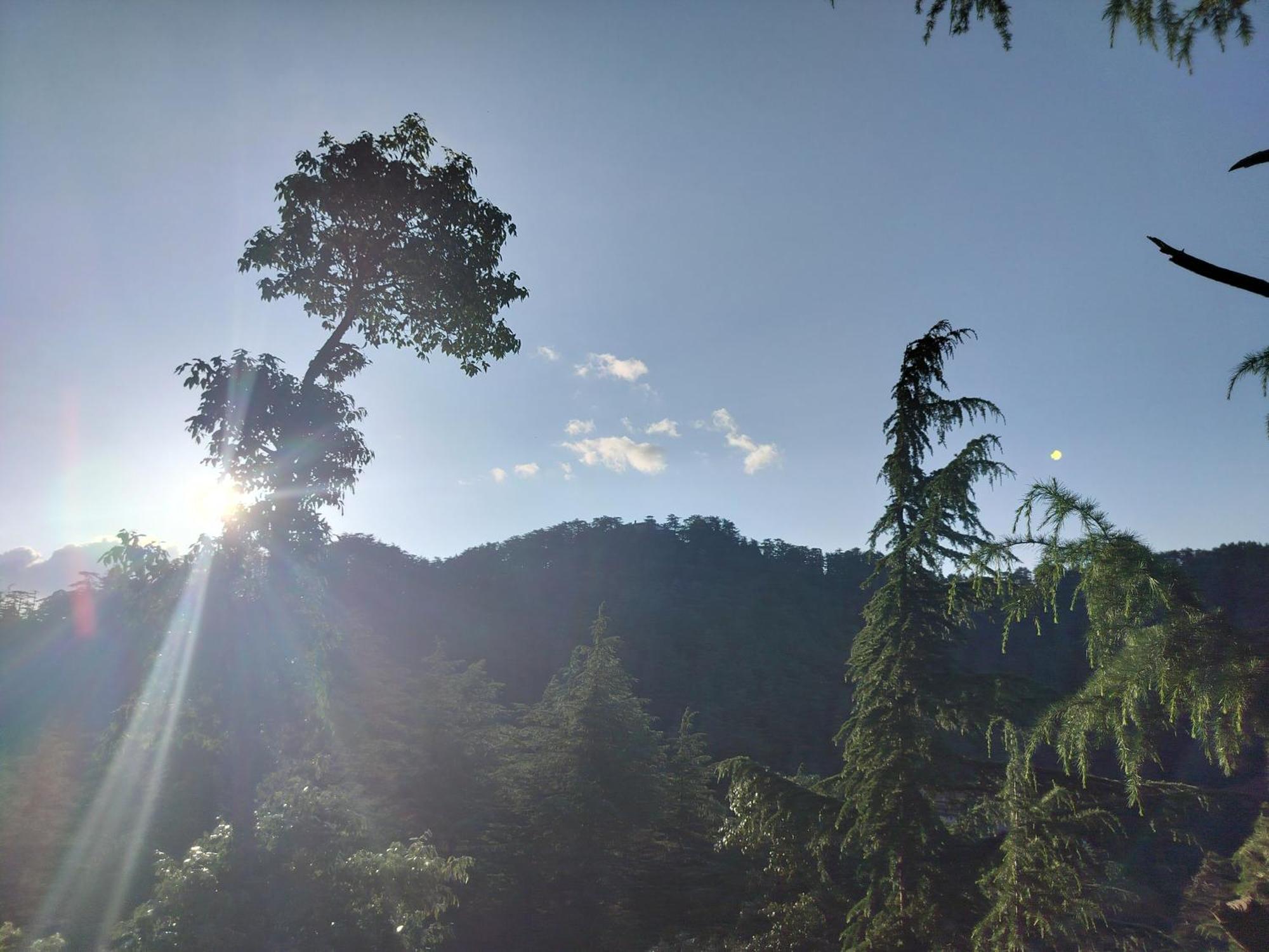Tree Valley Homestay Chail Exteriör bild