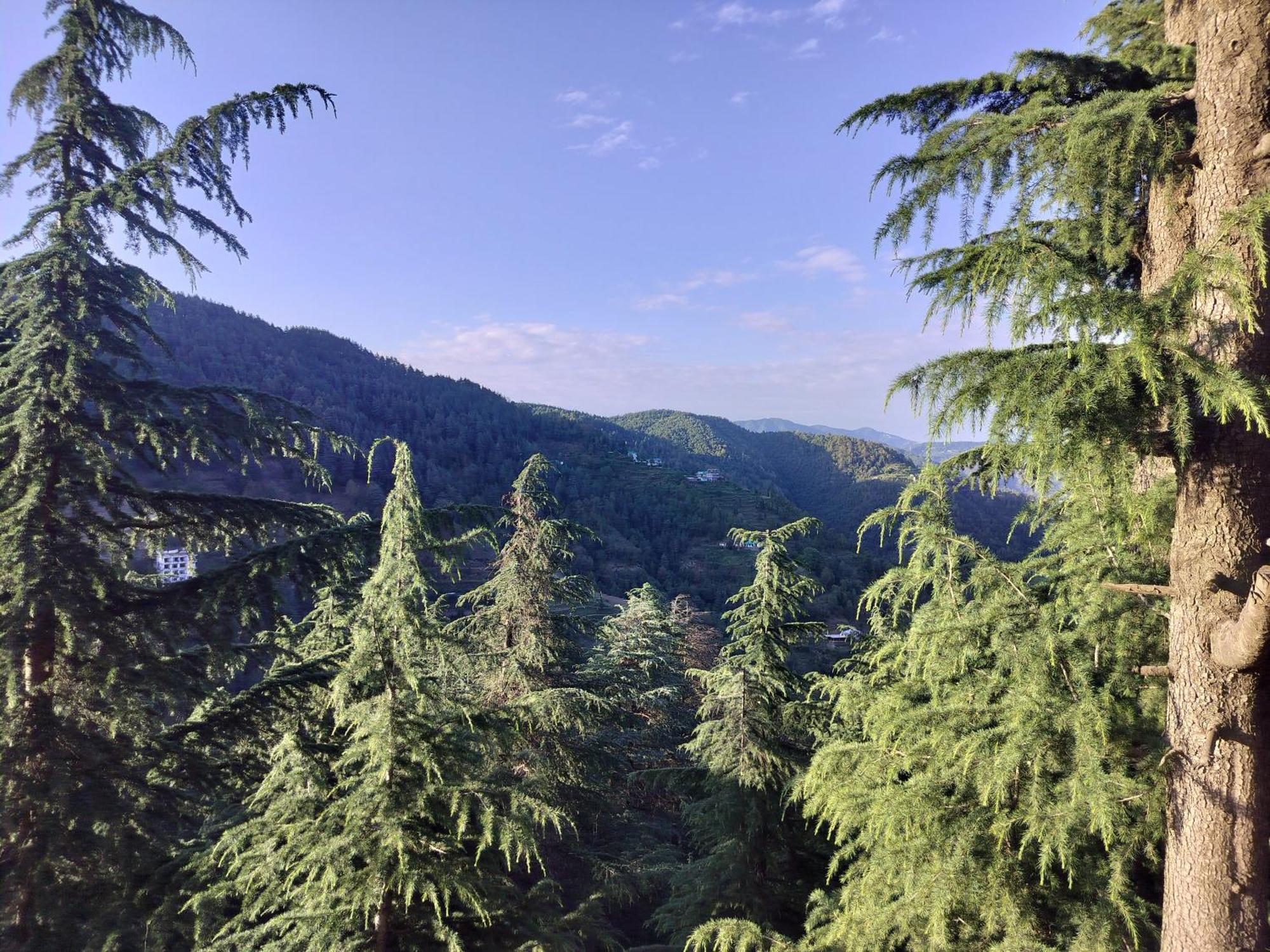 Tree Valley Homestay Chail Exteriör bild